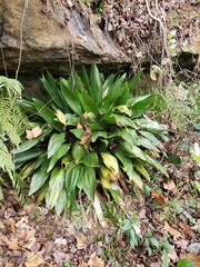 Aspidistra elatior