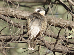 Chrysococcyx osculans