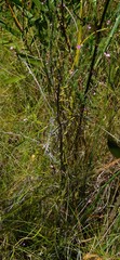 Indigofera filicaulis