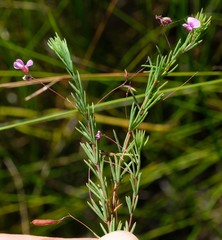 Indigofera filicaulis