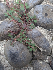 Euphorbia prostrata image