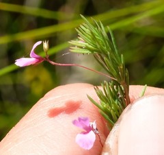 Indigofera filicaulis