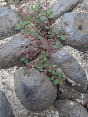 Euphorbia prostrata image