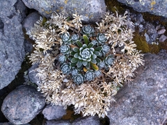 Draba nivicola