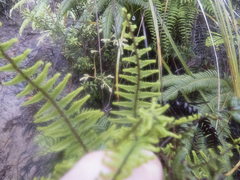 Gleichenia microphylla