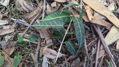 Image of Leichhardtia lloydii by no rights reserved