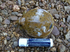 Apalone spinifera aspera