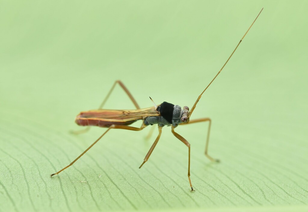 Phaenacantha