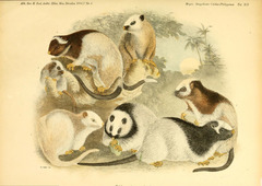 Southern Luzon Phloeomys photo 3