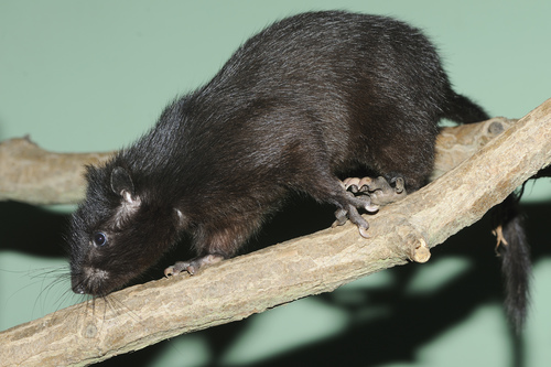 Southern Luzon Giant Cloud Rat (Phloeomys cumingi) — Least Concern Mammalia