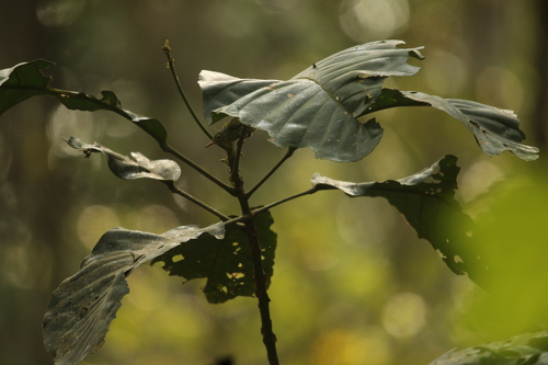 iNaturalist image