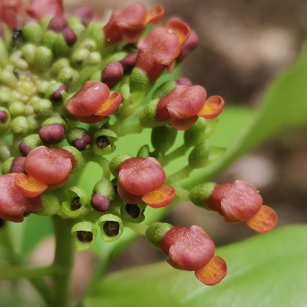 Premna menglaensis