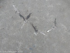 Pelecaniformes
