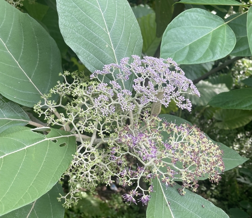 Callicarpa arborea observed 2023-06-21