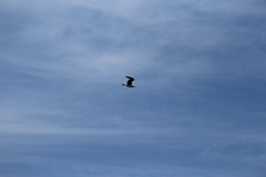 Leucophaeus atricilla megalopterus