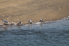 Leucophaeus atricilla megalopterus