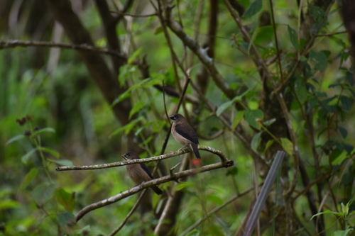 Black-throated Munia (Lonchura kelaarti), photo 5