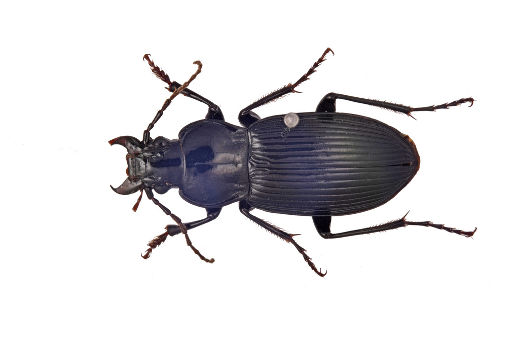 Lesticus tristis
