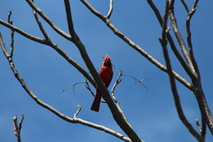 Cardinalis cardinalis cardinalis