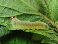 Empria pallimacula