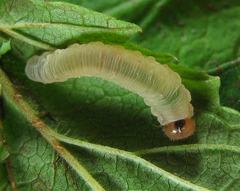 Empria pallimacula
