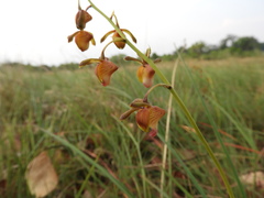 Eulophia coeloglossa