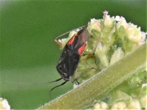 trivial plant bug, Groesbeek, Nederland, photo 4 of 10
