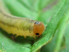 Empria pallimacula