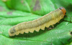 Empria pallimacula