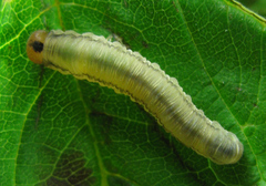 Empria pallimacula