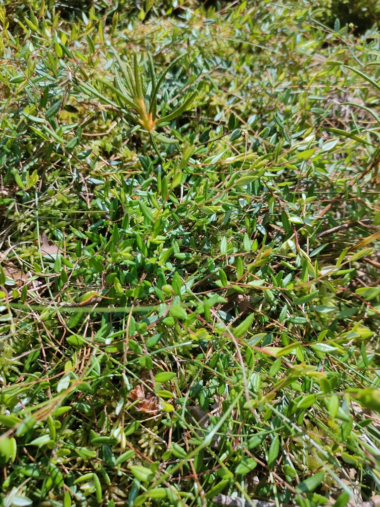 bog cranberry from Лидский район, Беларусь on June 21, 2023 at 11:54 AM ...