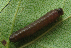 Empria pallimacula