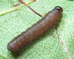 Empria pallimacula