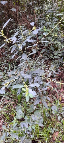 Common lightning bush (Clutia pulchella)
