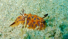 Halgerda indotessellata