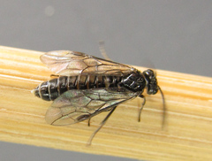Empria pallimacula