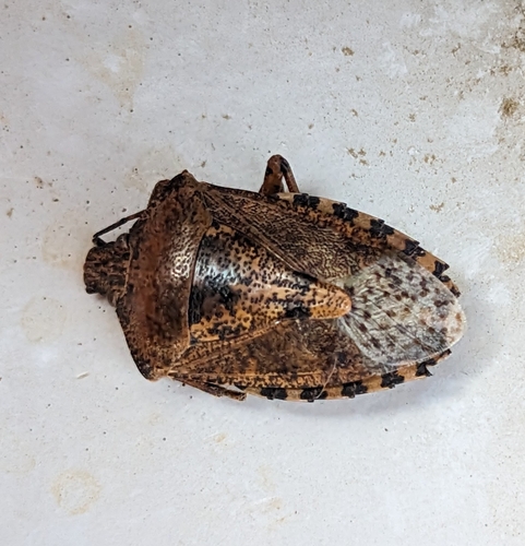 Rhaphigaster nebulosa