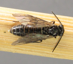 Empria pallimacula