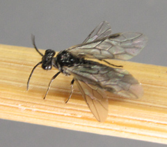 Empria pallimacula
