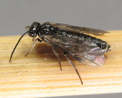 Empria pallimacula