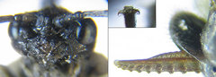 Empria pallimacula
