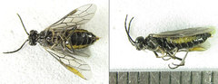 Empria pallimacula