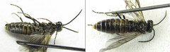 Empria pallimacula