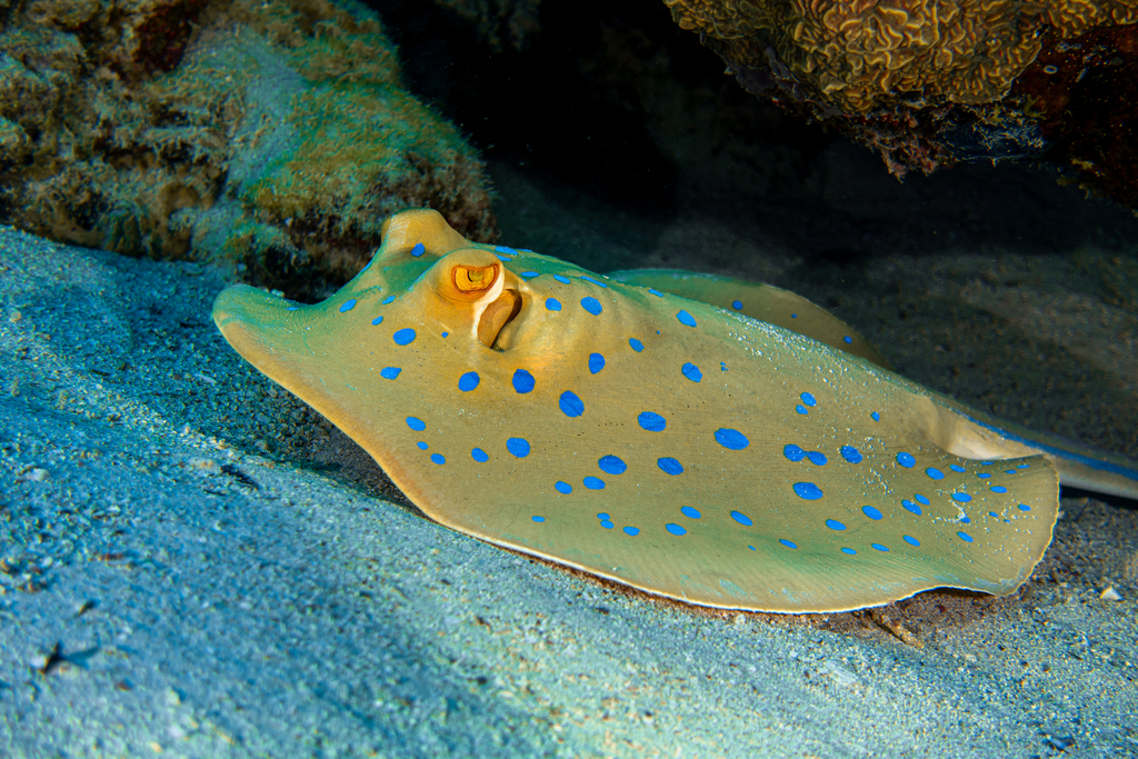 Bluespotted Lagoon Ray