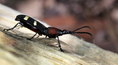 Arrhenodini