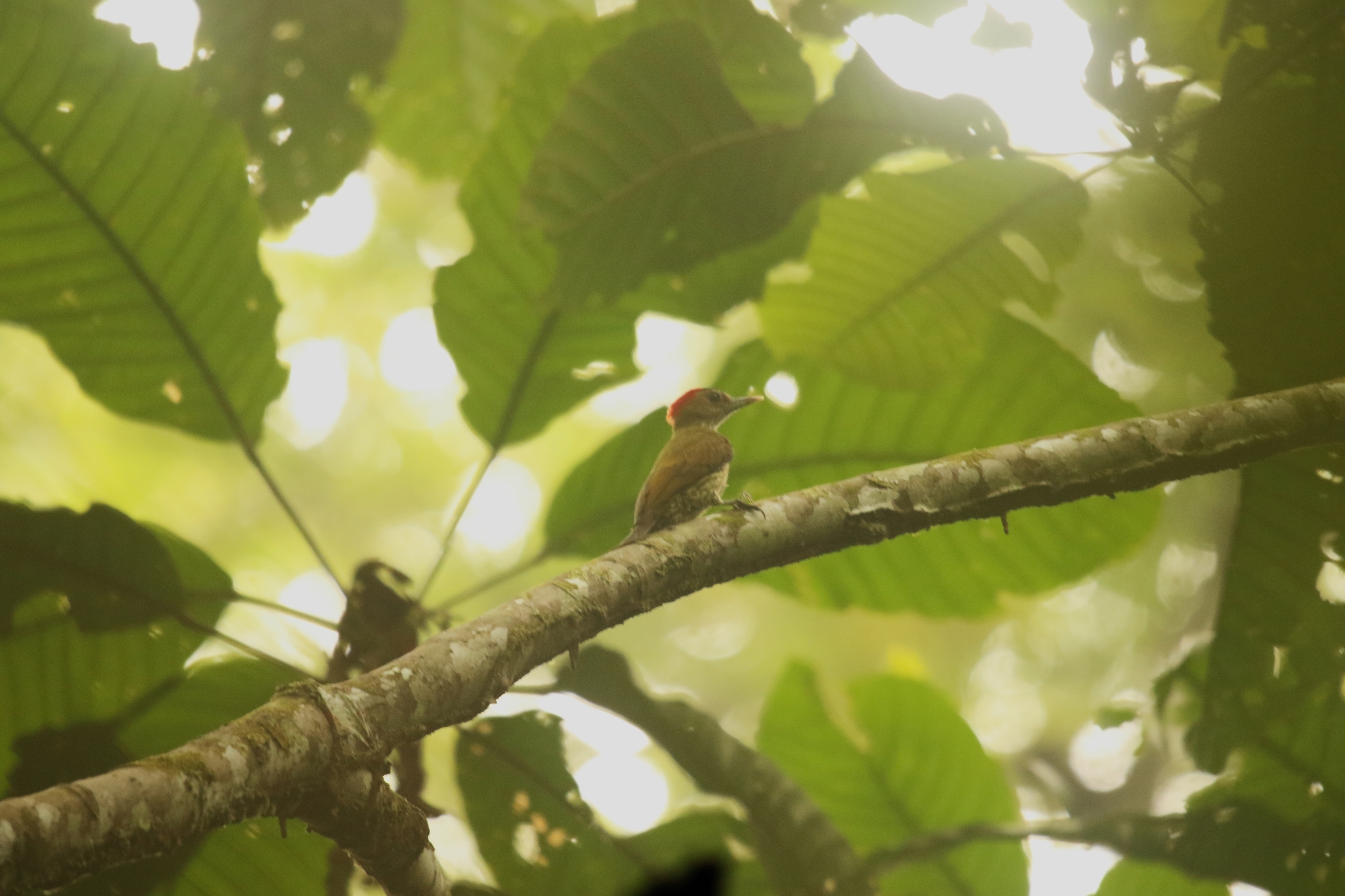 Elliot's Woodpecker (Dendropicos elliotii), photo 2