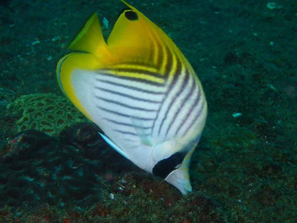 Threadfin Butterflyfish from Sunshine Coast QLD, Australia on February 18, 2022 at 0832 AM by