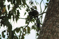 Sciurus yucatanensis