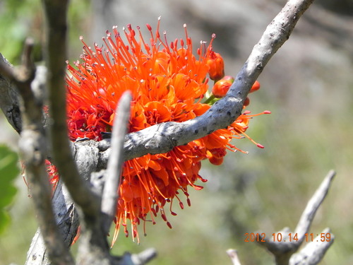 Image of Greyia sutherlandii by no rights reserved