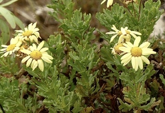 Argyranthemum maderense image